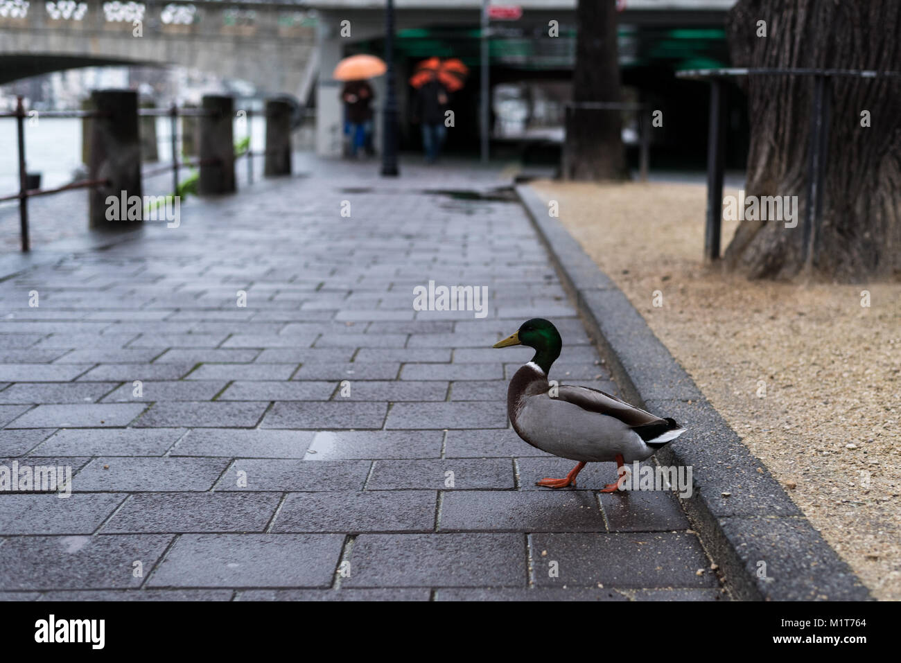 Switzerland Basel Basel Winter Holiday Stockfotos und -bilder Kaufen - Alamy