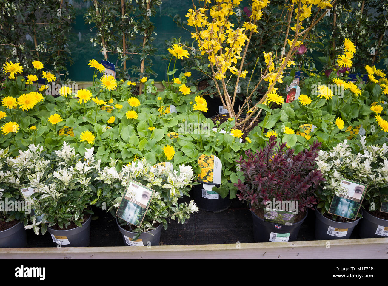 Gelbe Anmerkungen Pflanzen und andere Stauden für den Verkauf in einem Englischen Garten Center im März Stockfoto