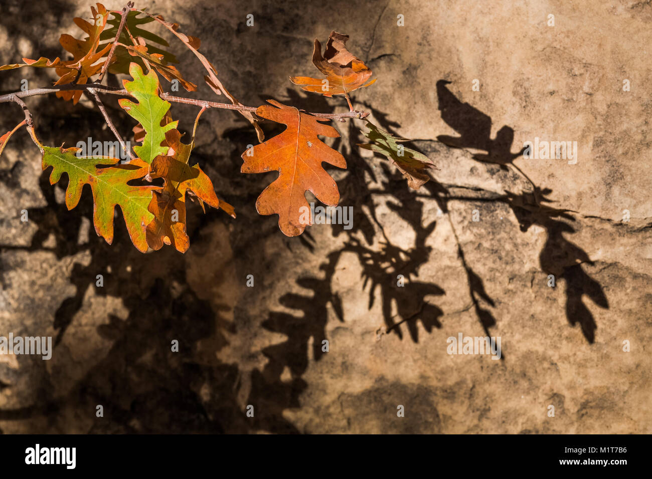 Herbst Gambel Eiche Quercus gambelii, Blätter und Schatten in Salt Creek Canyon im Needles District des Canyonlands National Park, Utah, USA Stockfoto