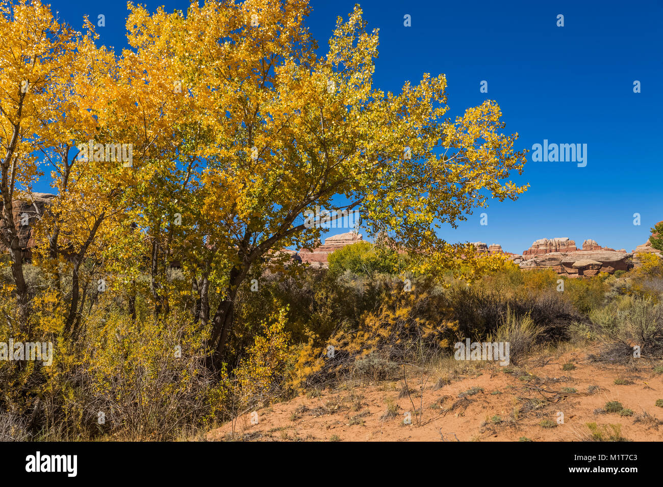 Fremont Cottonwood, Populus fremontii, Gold im Herbst, im Salt Creek Canyon im Needles District des Canyonlands National Park, Utah, USA Stockfoto