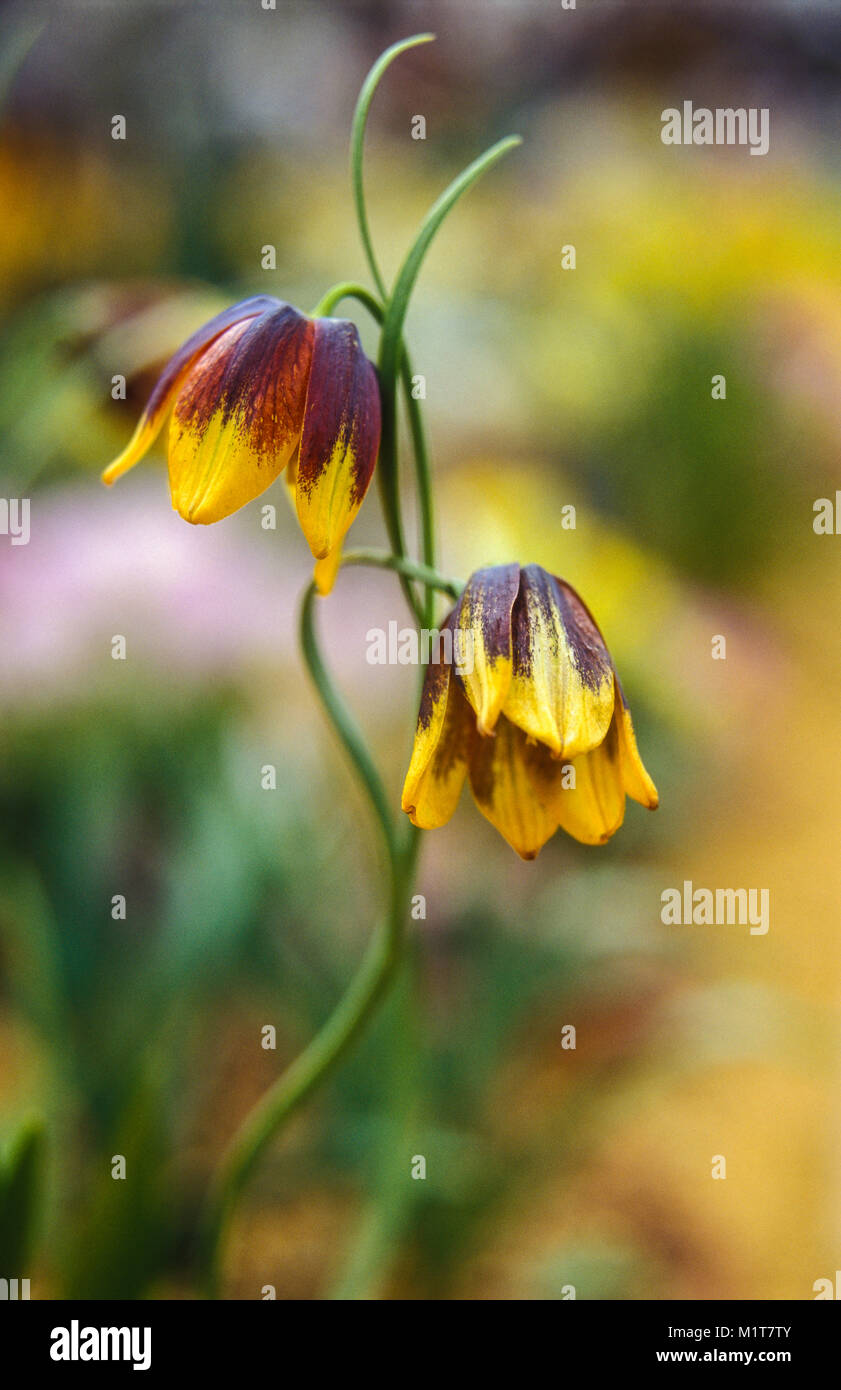 Fritillary Blumen Stockfoto