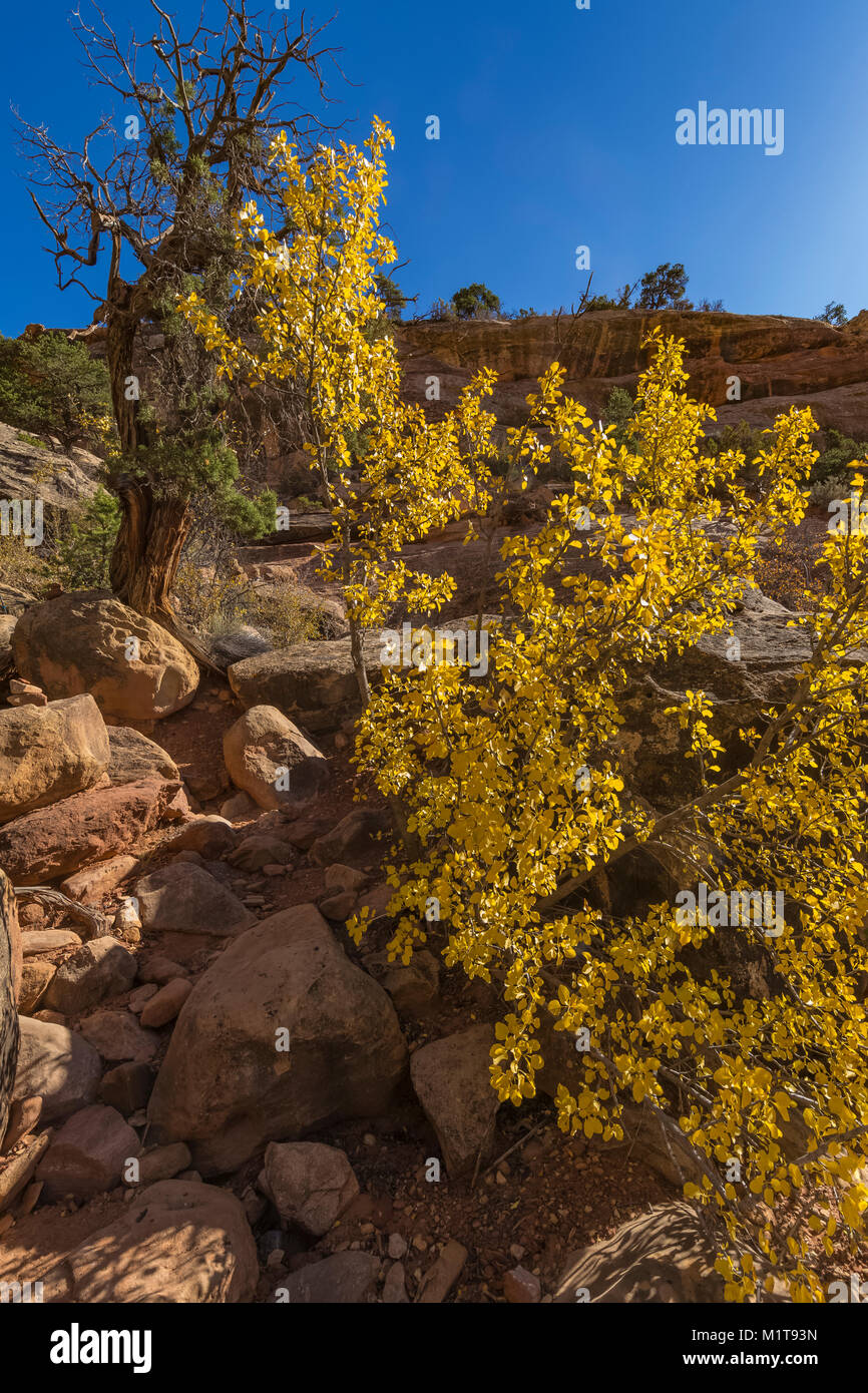 Gelben Blätter im Herbst von Singleleaf Esche, Fraxinus anomala, innerhalb der oberen Salt Creek Canyon im Needles District des Canyonlands National Park, Utah, U Stockfoto