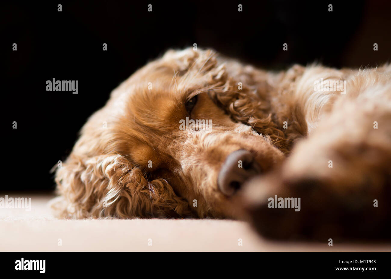 Nahaufnahme eines isolierten Haustierhundes der britischen Familie (roter Cockerspaniel), der zuhause drinnen schläft und mit dem Kopf auf dem Teppich liegt. Niedlicher, hübscher Hund, der schläft. Stockfoto