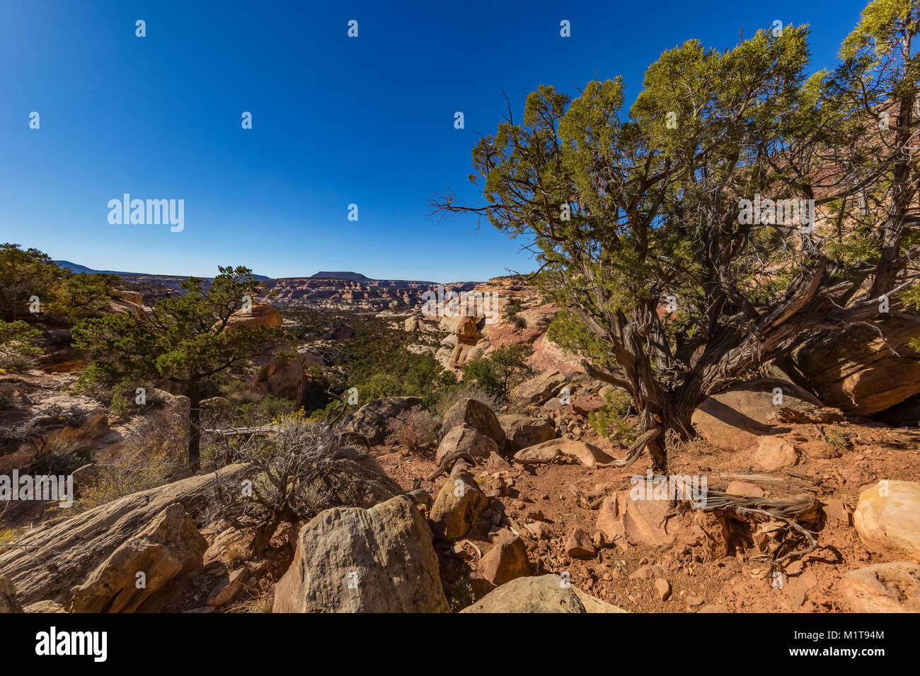 Blick von in der Nähe der Kathedrale Butte trailhead für Salt Creek Canyon im Needles District des Canyonlands National Park, Utah, USA Stockfoto