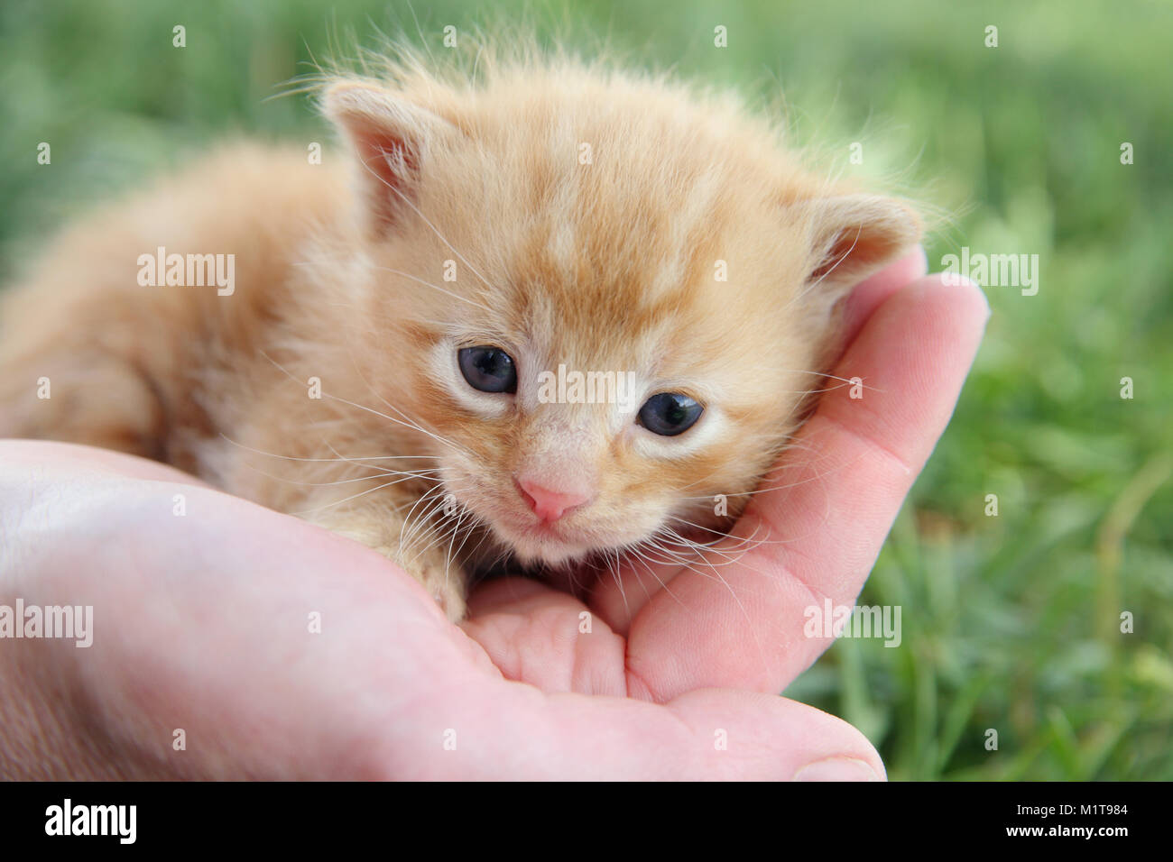 Hände halten Baby Kätzchen Stockfoto