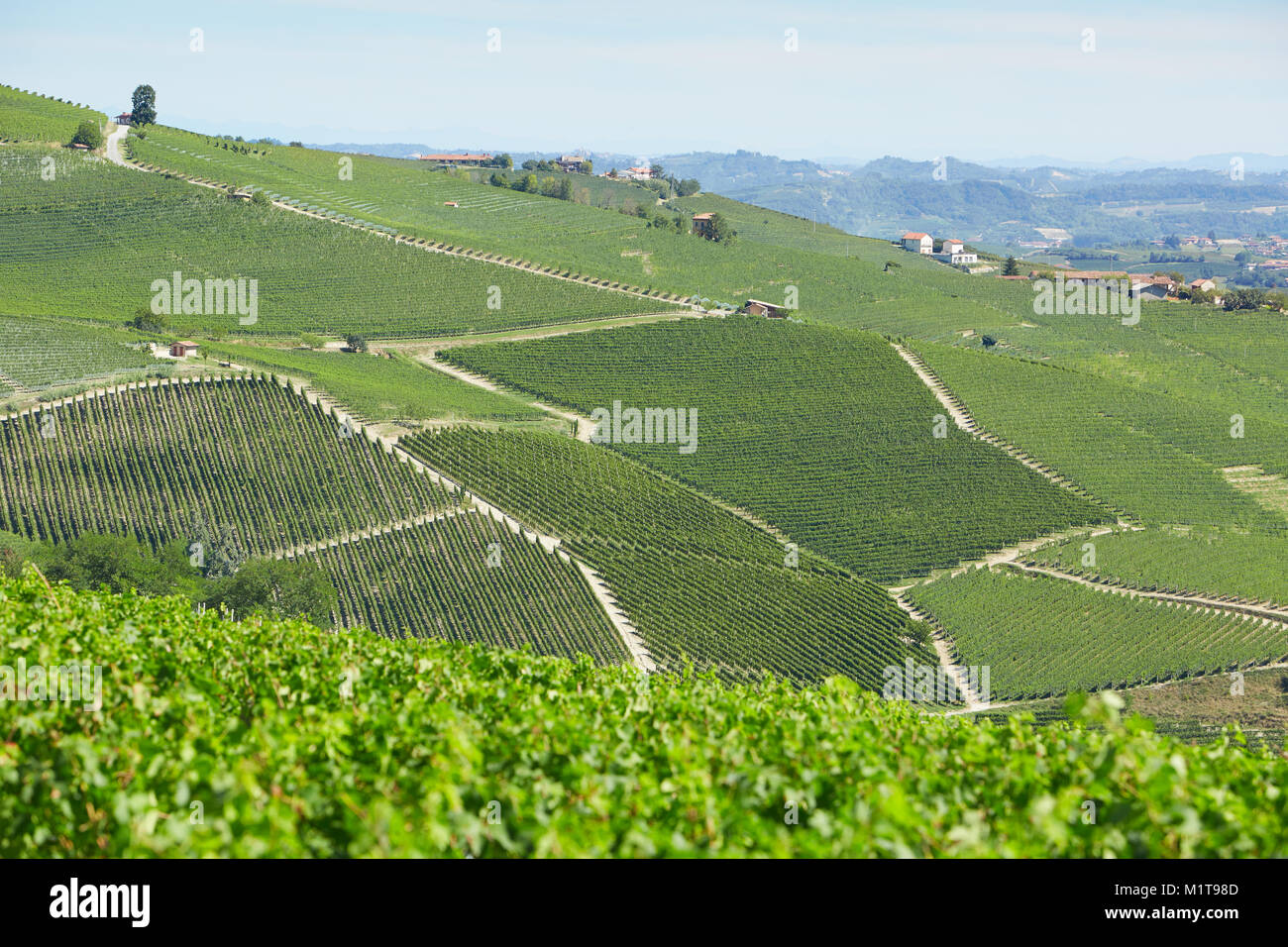 Weinberge auf Hügel der Langhe in einen sonnigen Tag in Piemont, Italien Stockfoto