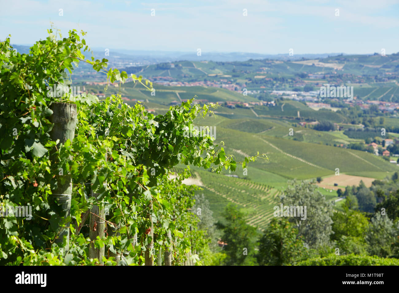 Grünen Weinblättern und Weinberge an einem sonnigen Tag, blauer Himmel Stockfoto