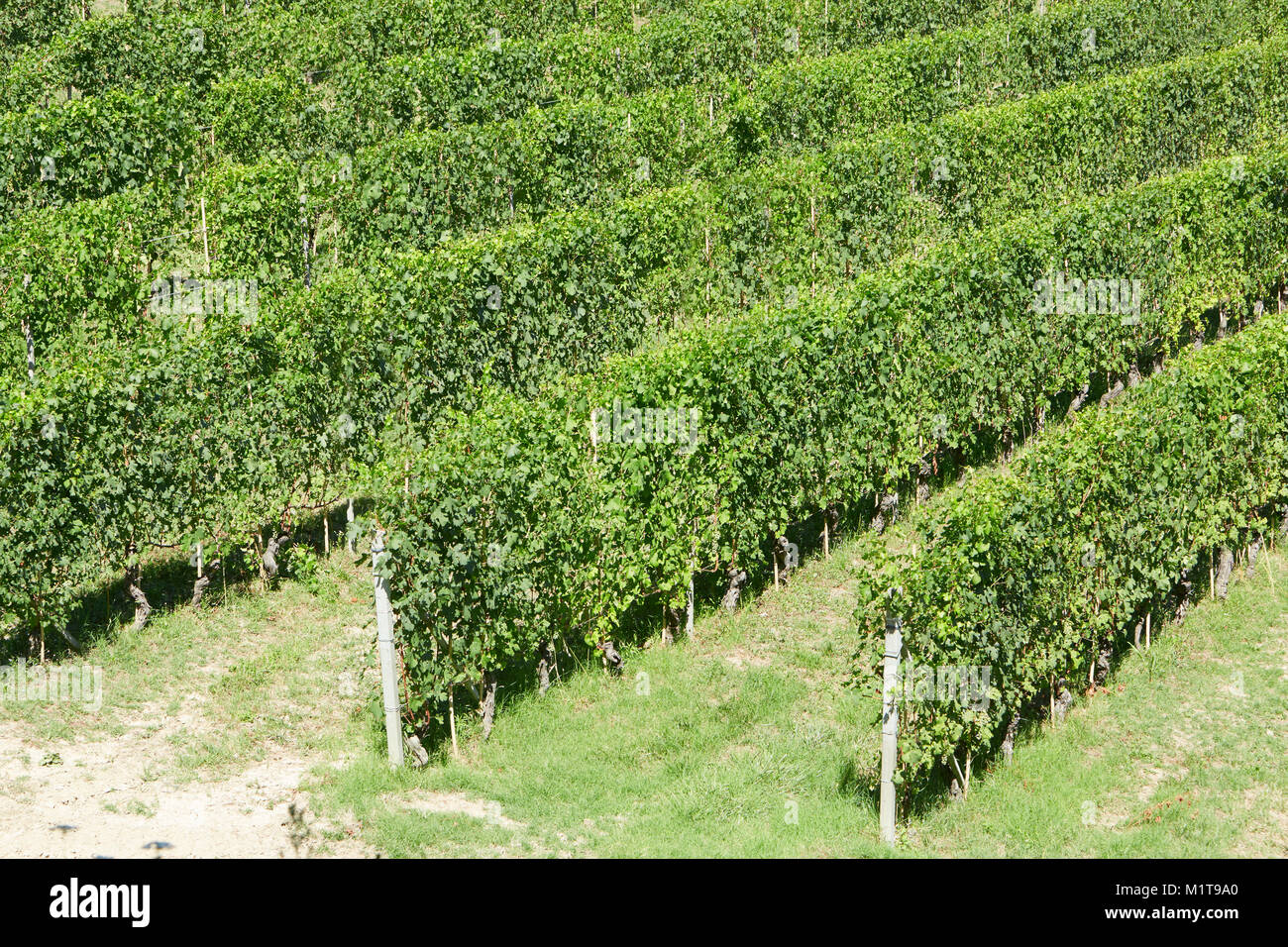 Weinberge in einem sonnigen Sommertag in Frankreich Stockfoto