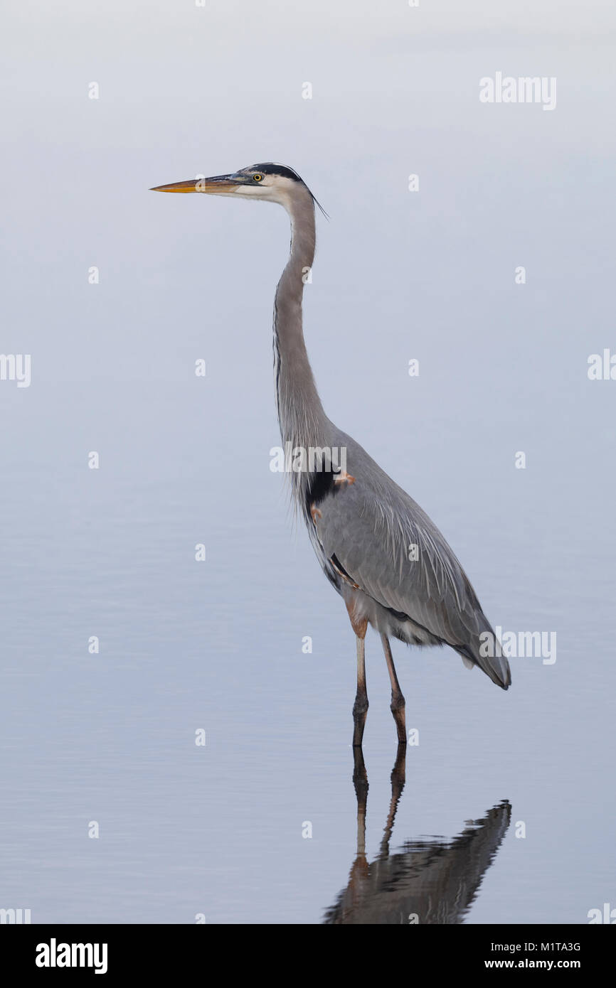 Great Blue Heron (Ardea herodias) - Naturschutzgebiet Merritt Island, Florida Stockfoto