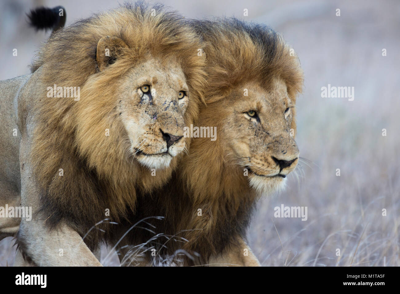 Zwei erwachsenen männlichen Löwen (Panthera leo) Gesicht reiben zu begrüßen Stockfoto
