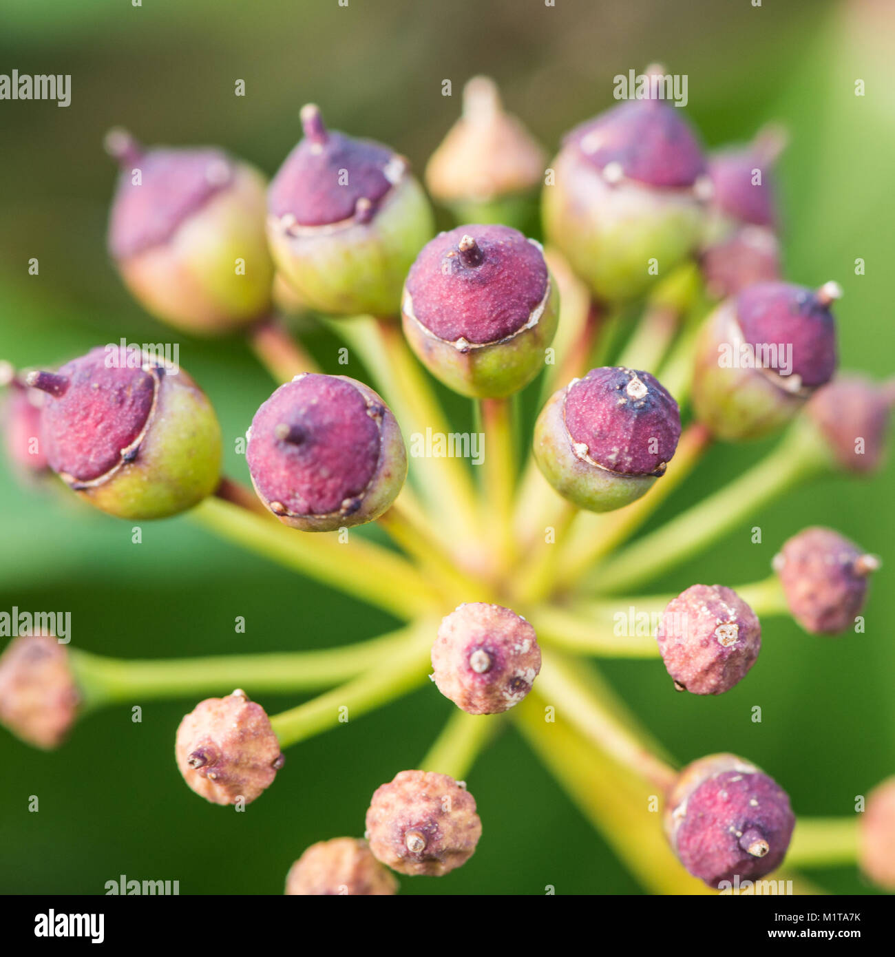 Eine Nahaufnahme der Blüte Efeu Beeren bilden. Stockfoto