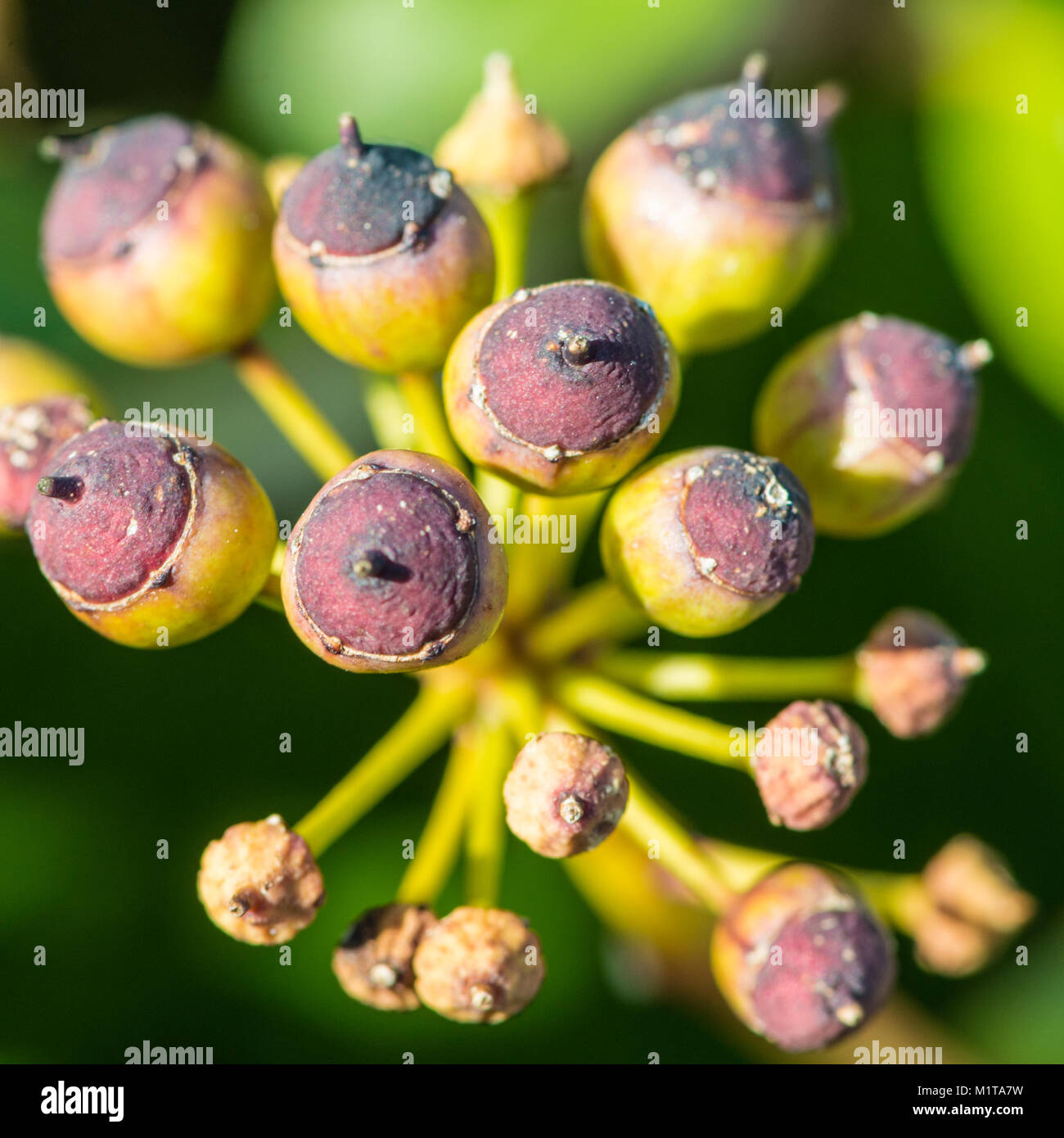 Eine Nahaufnahme der Blüte Efeu Beeren bilden. Stockfoto