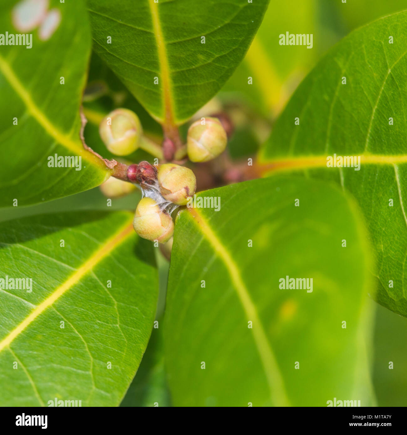 Eine Makroaufnahme von einigen Bay Tree Blätter und Knospen. Stockfoto