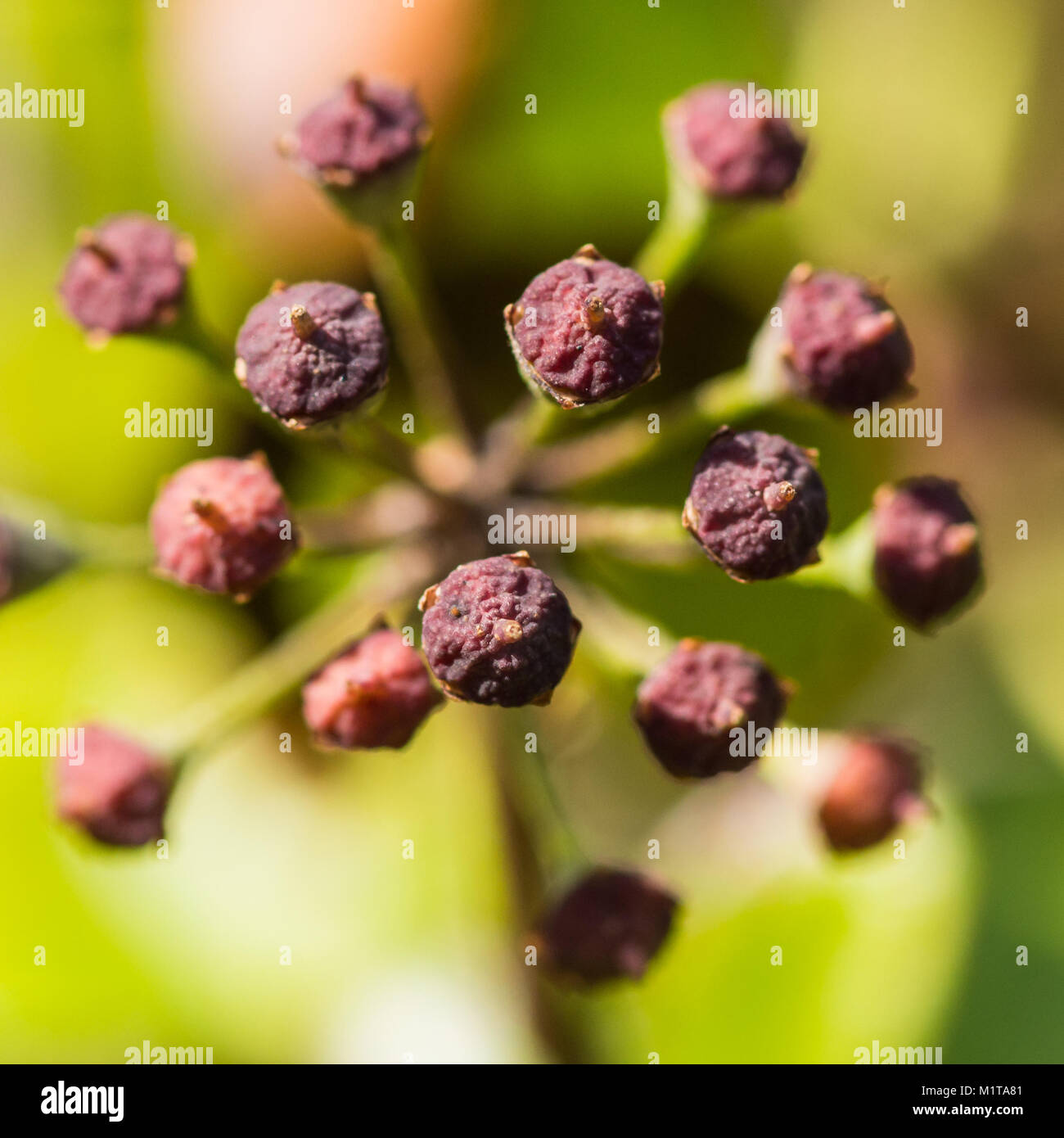 Eine Nahaufnahme der Blüte Efeu Beeren. Stockfoto