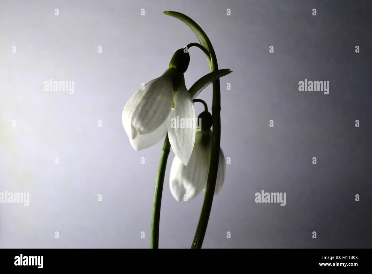 Weißen Schneeglöckchen Stockfoto