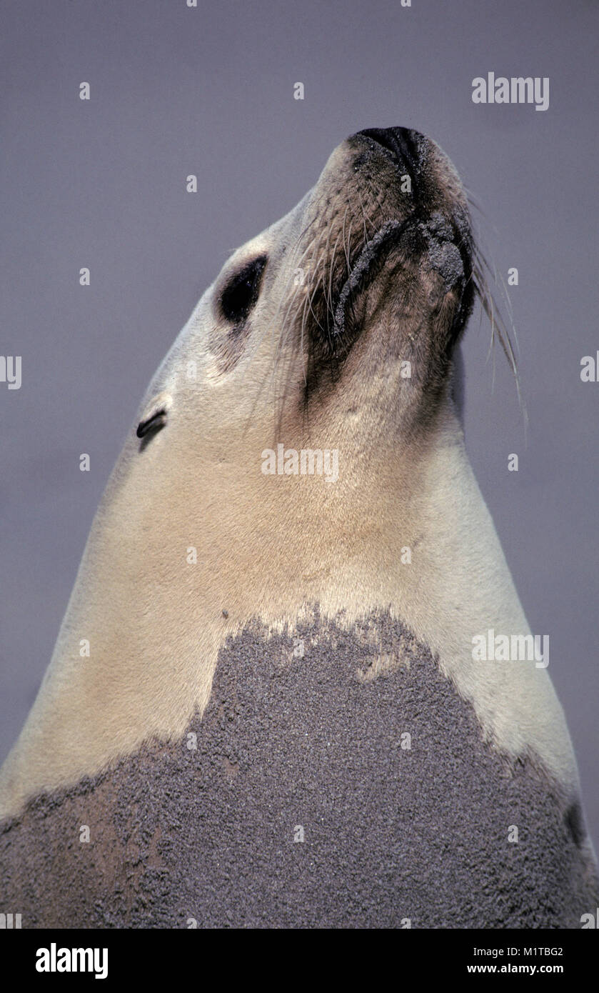 Seal Bay Kangaroo Island, South Australia Stockfoto