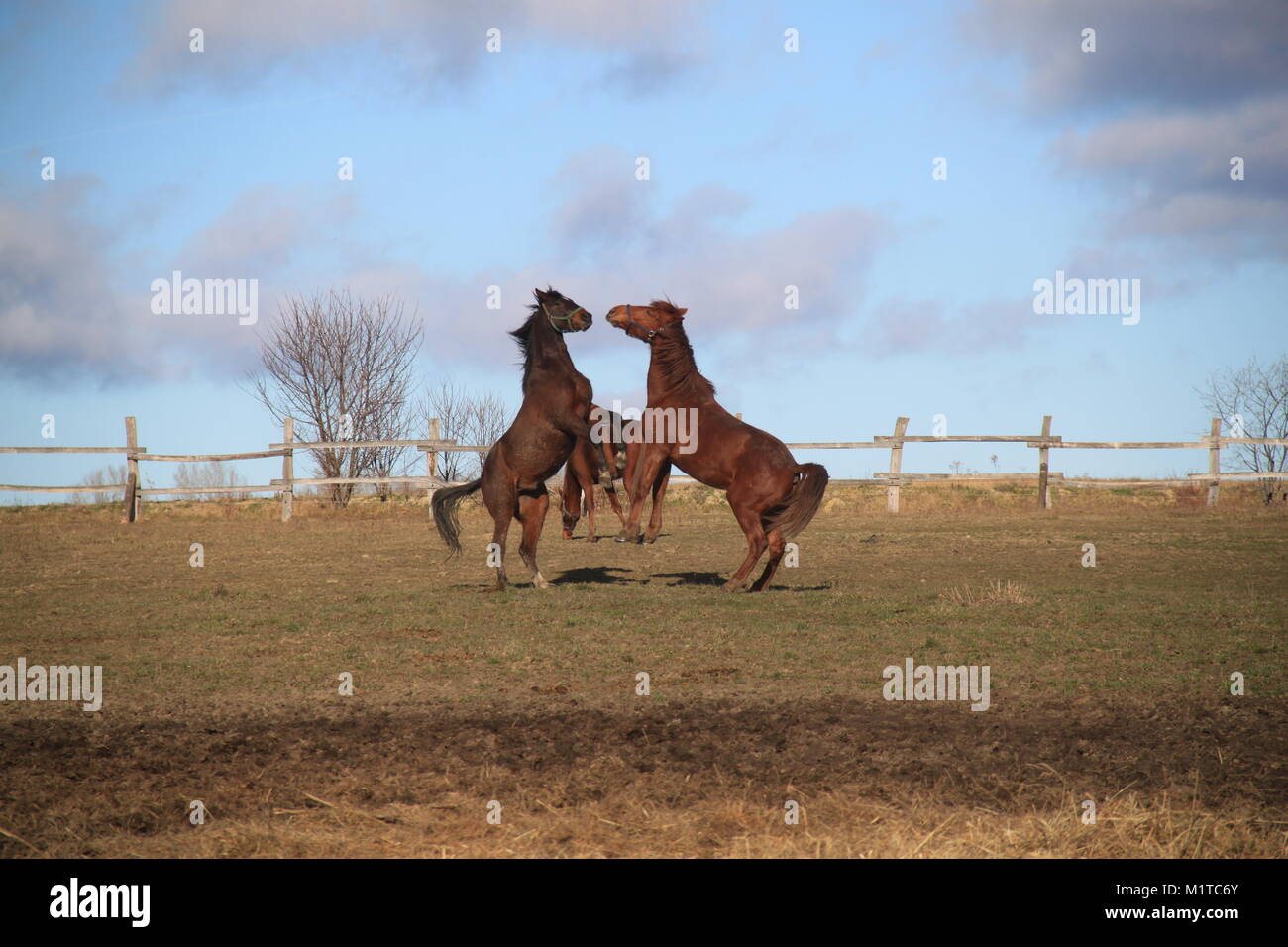 Pferde auf der Ranch Stockfoto