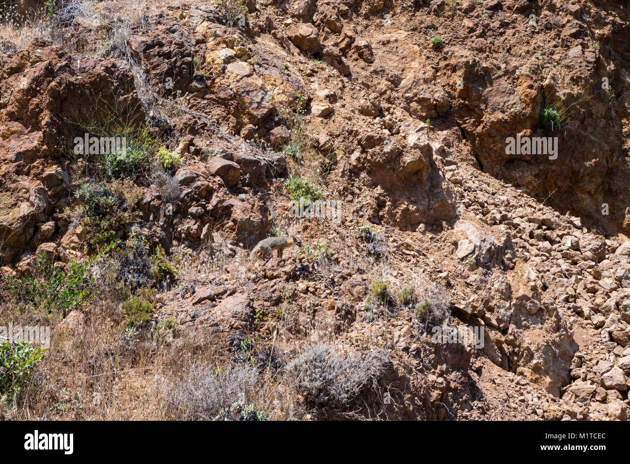 Eine Insel Fox hält für einen Rest auf der Insel Santa Cruz, Channel Islands National Park, Kalifornien, USA. Stockfoto