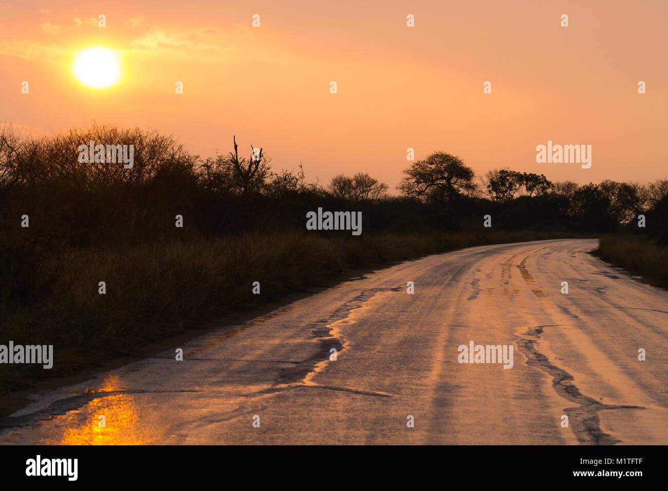 Straße Perspektivansicht im Morgengrauen vom Kruger National Park. Südafrika-Landschaft. Stockfoto