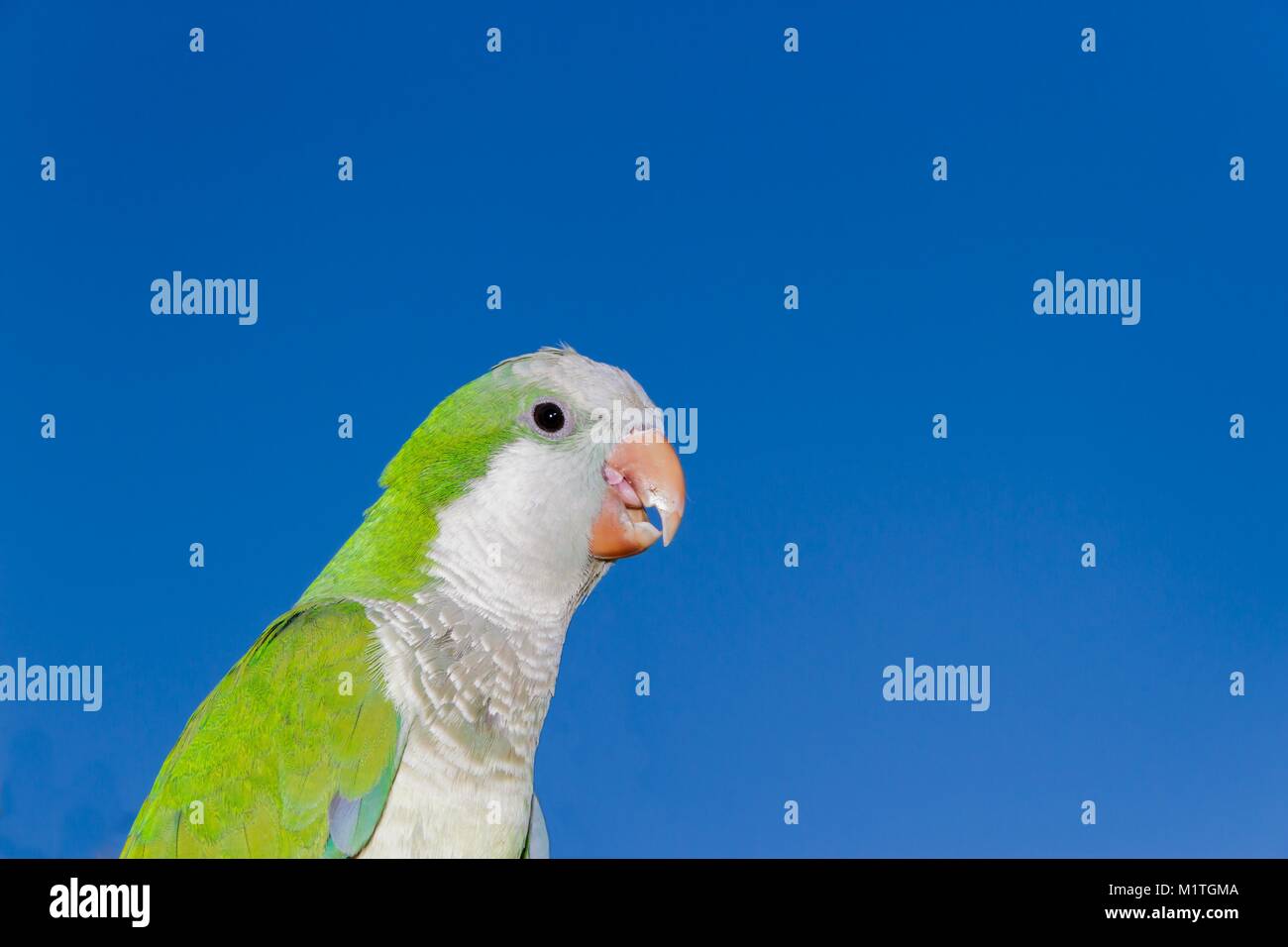Parrot Portrait von grüne und blaue Federn und blauer Himmel Stockfoto