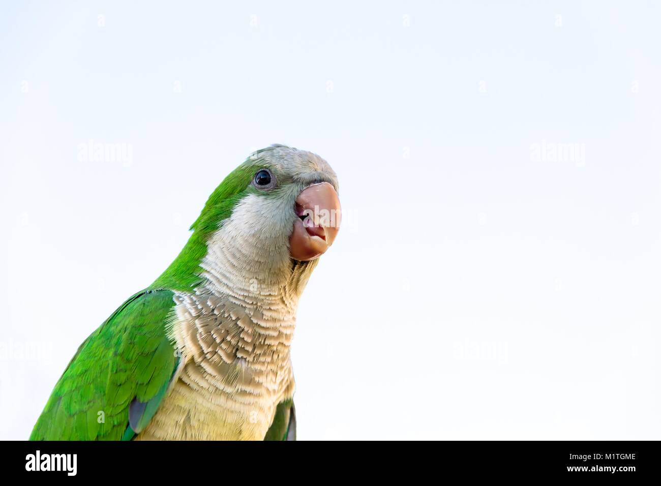 Parrot Portrait von grünen und blauen Federn weißer Hintergrund Stockfoto