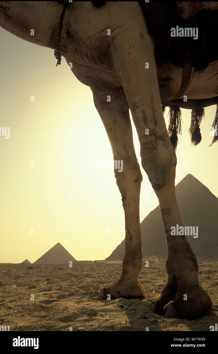 Ägypten, Kairo. Pyramiden von Gizeh oder Gizeh. Beine von Kamel. Unesco-Weltkulturerbe. Stockfoto