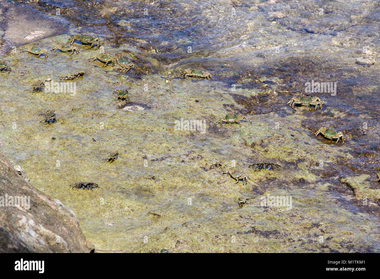 Viele Krabben auf den Felsen vor dem Meer der Togian Inseln, Sulawesi Stockfoto