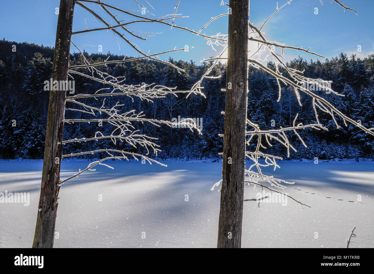Frosted Bäume, Pharoah Seen Wilderness Area, Adirondack Forest Preserve, New York Stockfoto