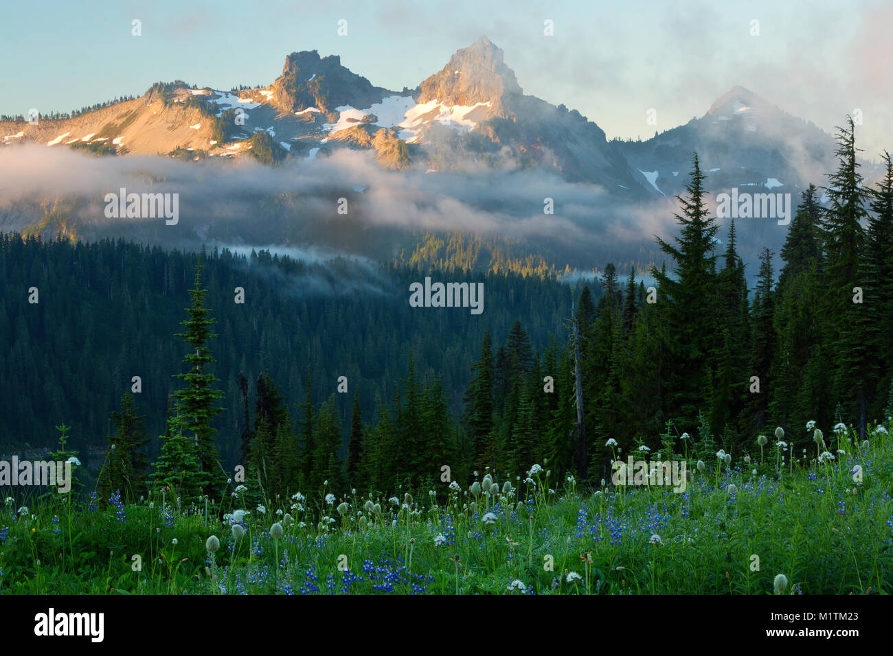 Lupine, bistort, Baldrian und Blühen in einer Wiese im Paradies in Mount Rainier National Park im Sommer mit dem tatoosh Bereich in der Ferne. Washingto Stockfoto