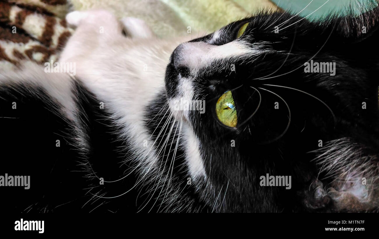 Weibliche schwarze und weiße Katze mit fokussierten Blick und süßem Schnurrbart Stockfoto