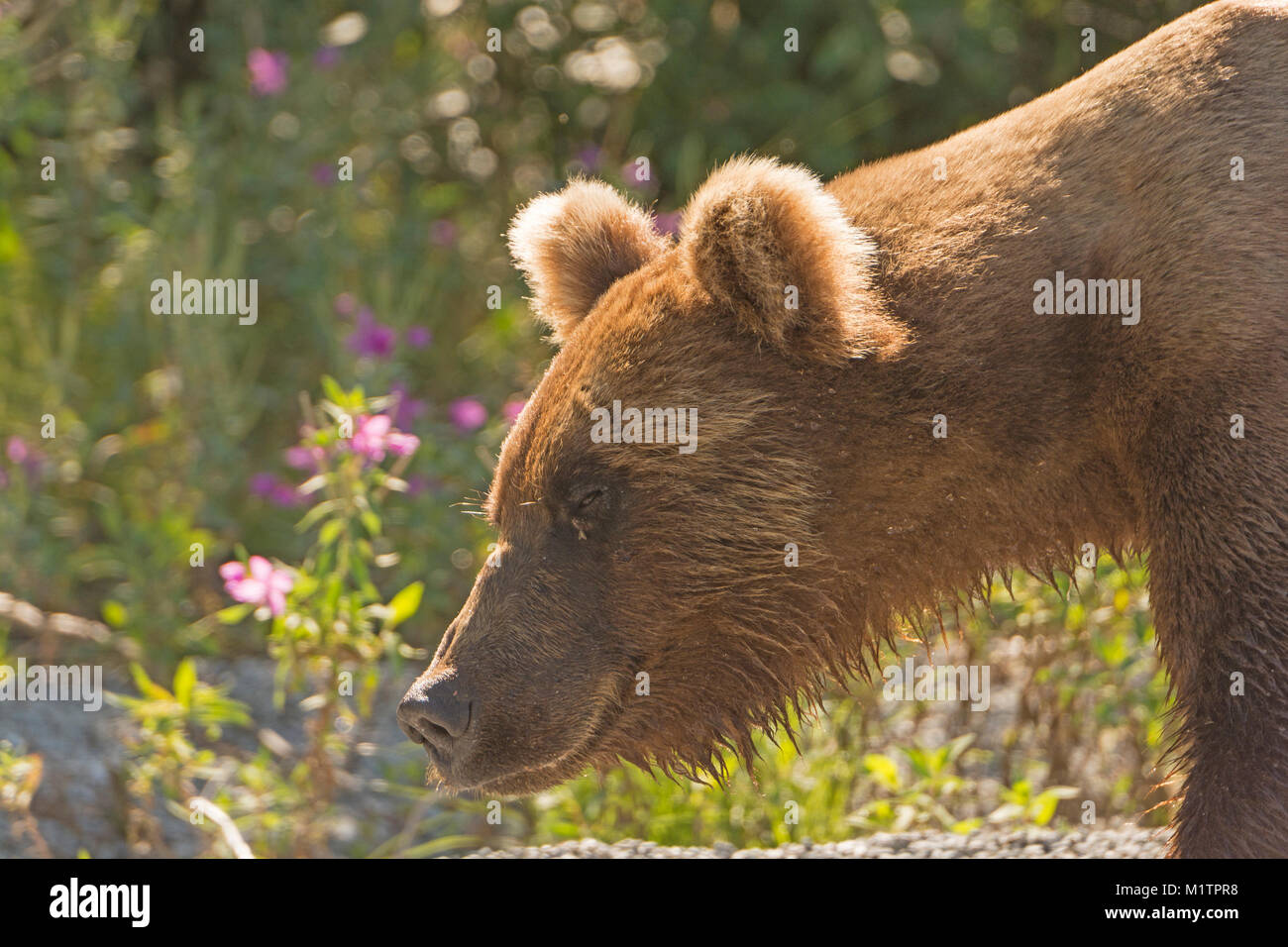 Grizzly Bären in der Wildnis auf Lake Crescent Lake Clark National Park in Alaska Stockfoto