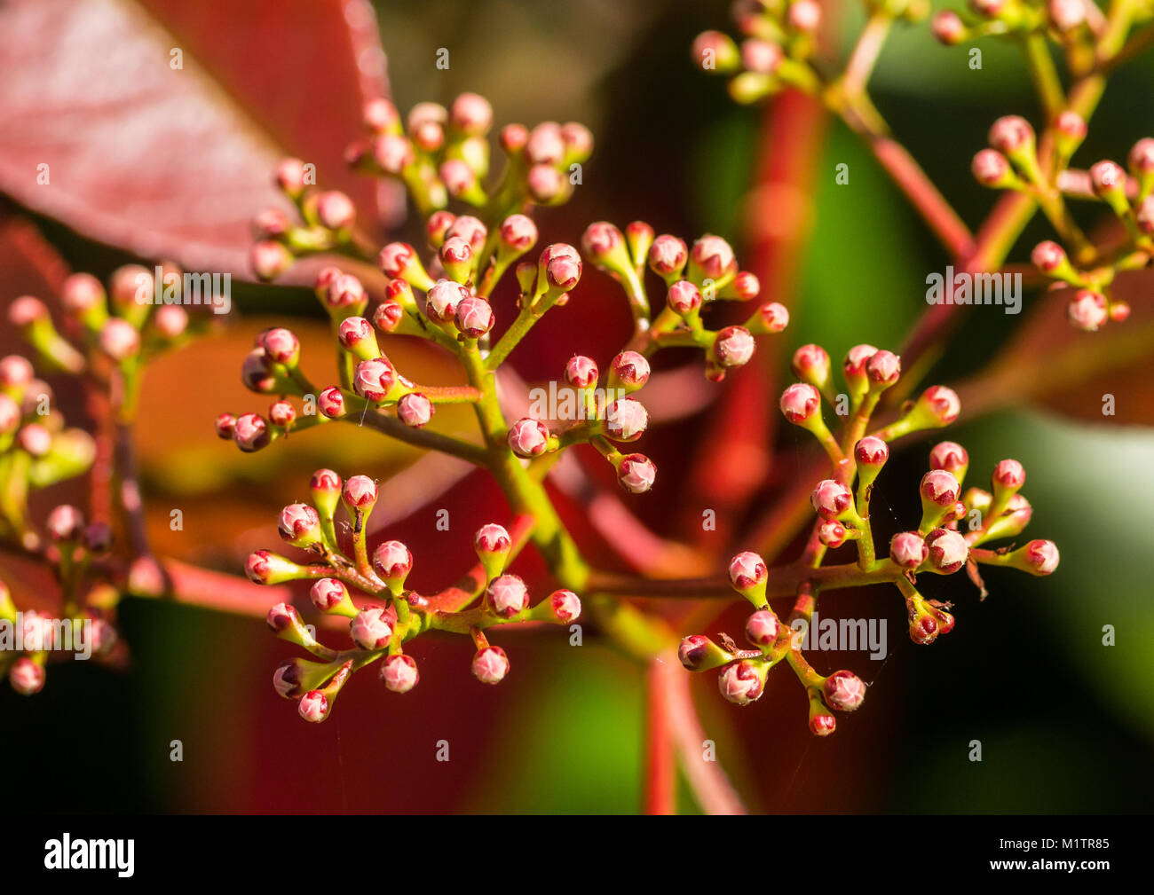 Eine Makroaufnahme von einigen Red Robin bush Blütenknospen. Stockfoto