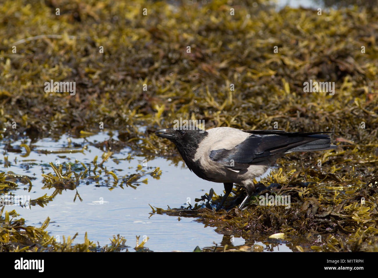 Einzelne Erwachsene Nebelkrähe, Corvus cornix, an der Küste bei Tarbert, Schottland, Großbritannien Stockfoto