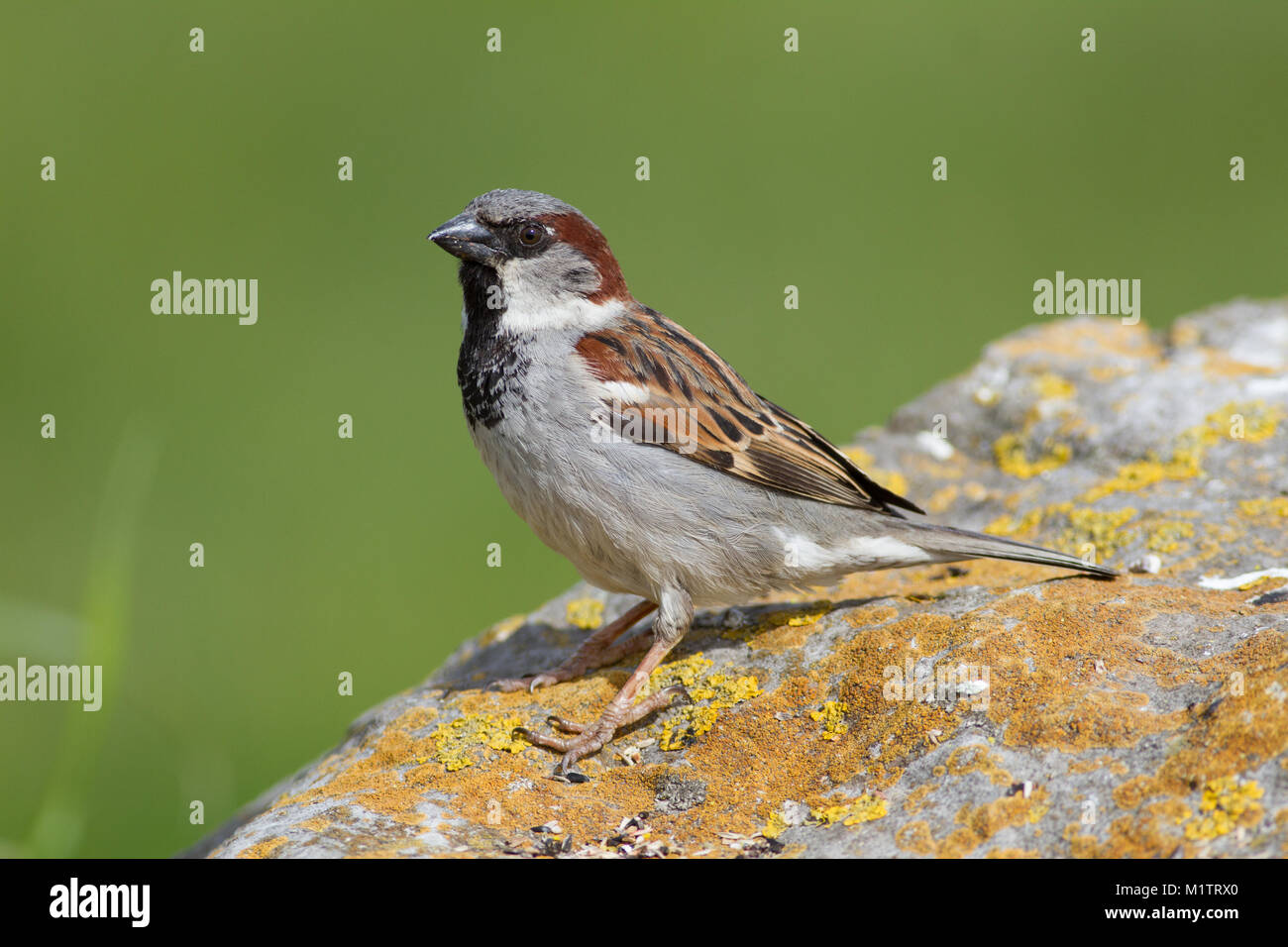 Einzelne männliche House Sparrow, Passer domesticus in Großbritannien Stockfoto