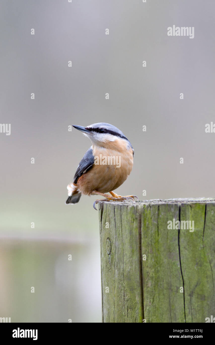 Nach Kleiber, Sitta europaea, Cheshire, Großbritannien Stockfoto