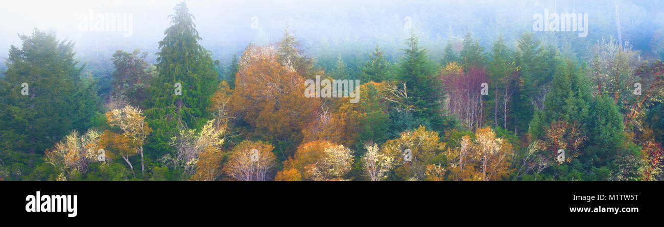 Banner Wallpaper Oregon Wald eingehüllt in Nebel, früh Morgens Nebel Stockfoto