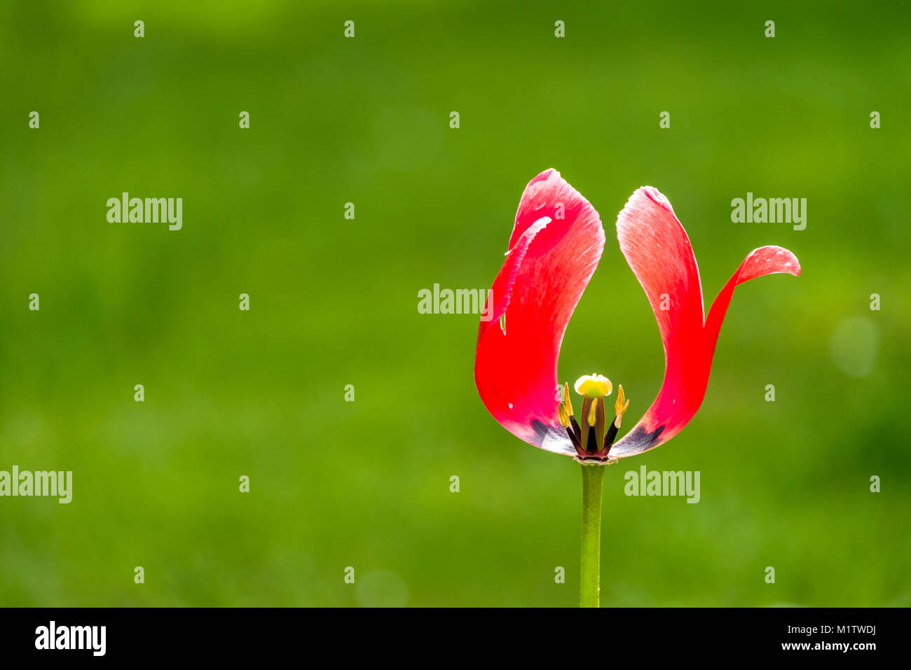 Konzept des Sterbens mit einer Tulpe, die Blütenblätter, Depression, Trauer zu verlieren. Stockfoto