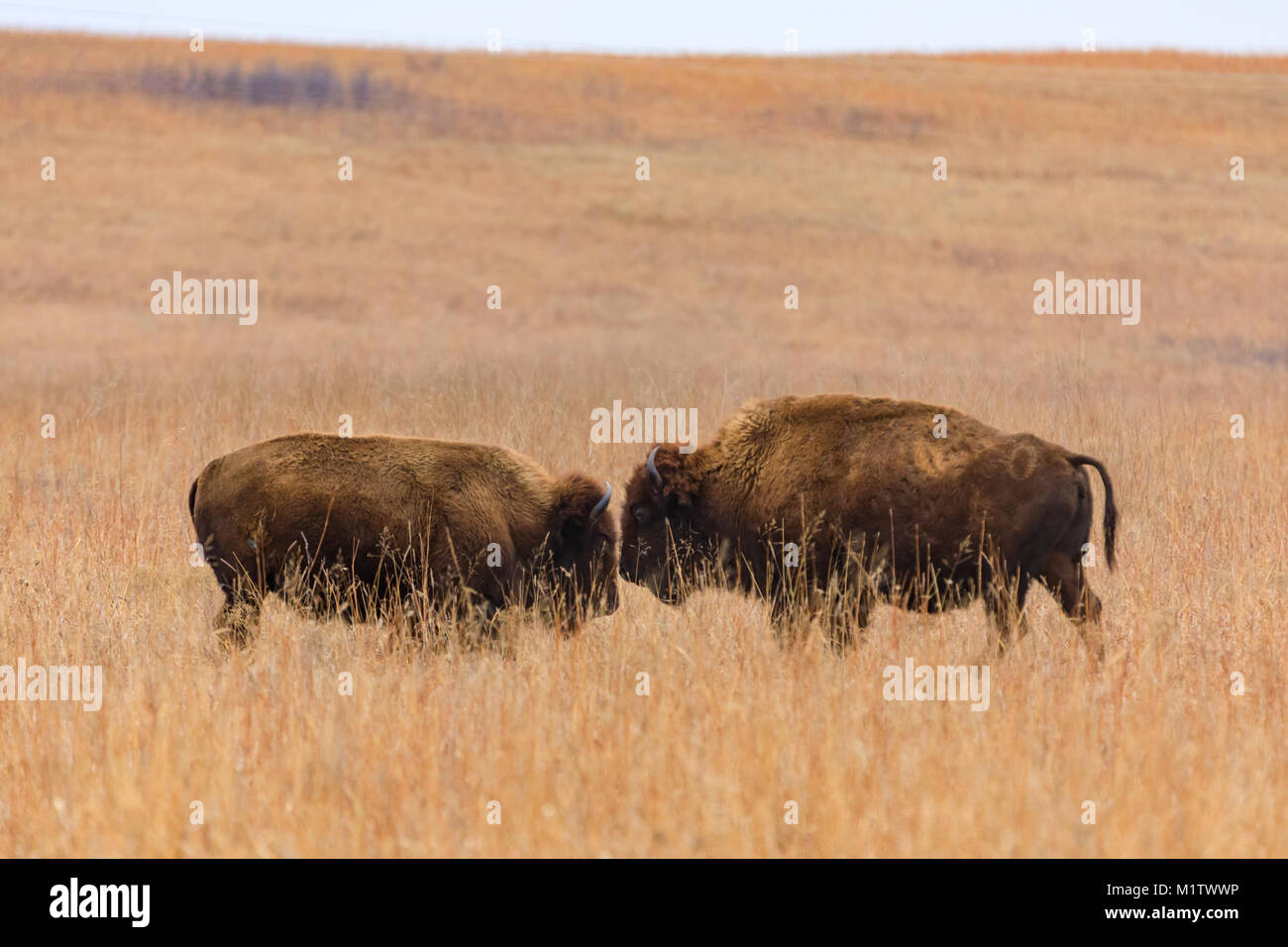 Zwei amerikanische Bison Gesicht miteinander innerhalb der Tallgrass Prairie Preserve in Pawhuska, Oklahoma Stockfoto