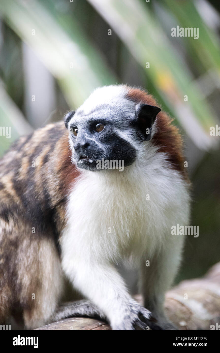 Geoffroy's Tamarin Affen im Monkey Island, Lake Gatun, Panama. Stockfoto