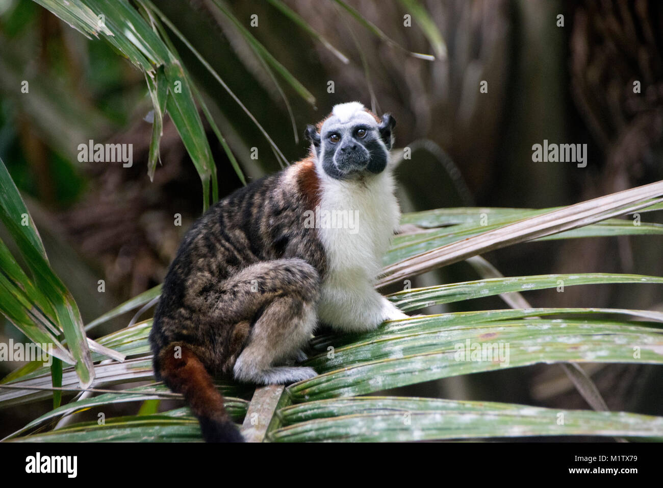 Geoffroy's Tamarin Affen im Monkey Island, Lake Gatun, Panama. Stockfoto