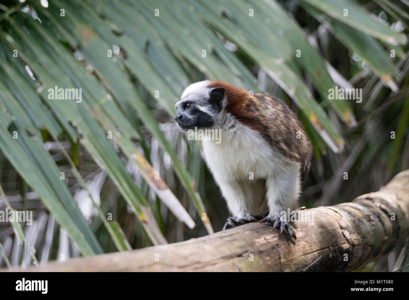 Geoffroy's Tamarin Affen im Monkey Island, Lake Gatun, Panama. Stockfoto