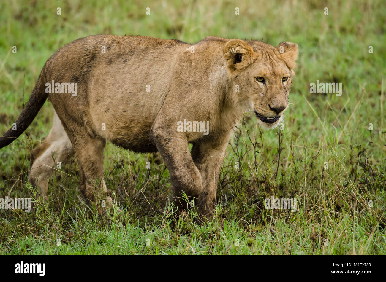 Löwin (Panthera leo massaica) auf der Pirsch in der Serengeti Stockfoto