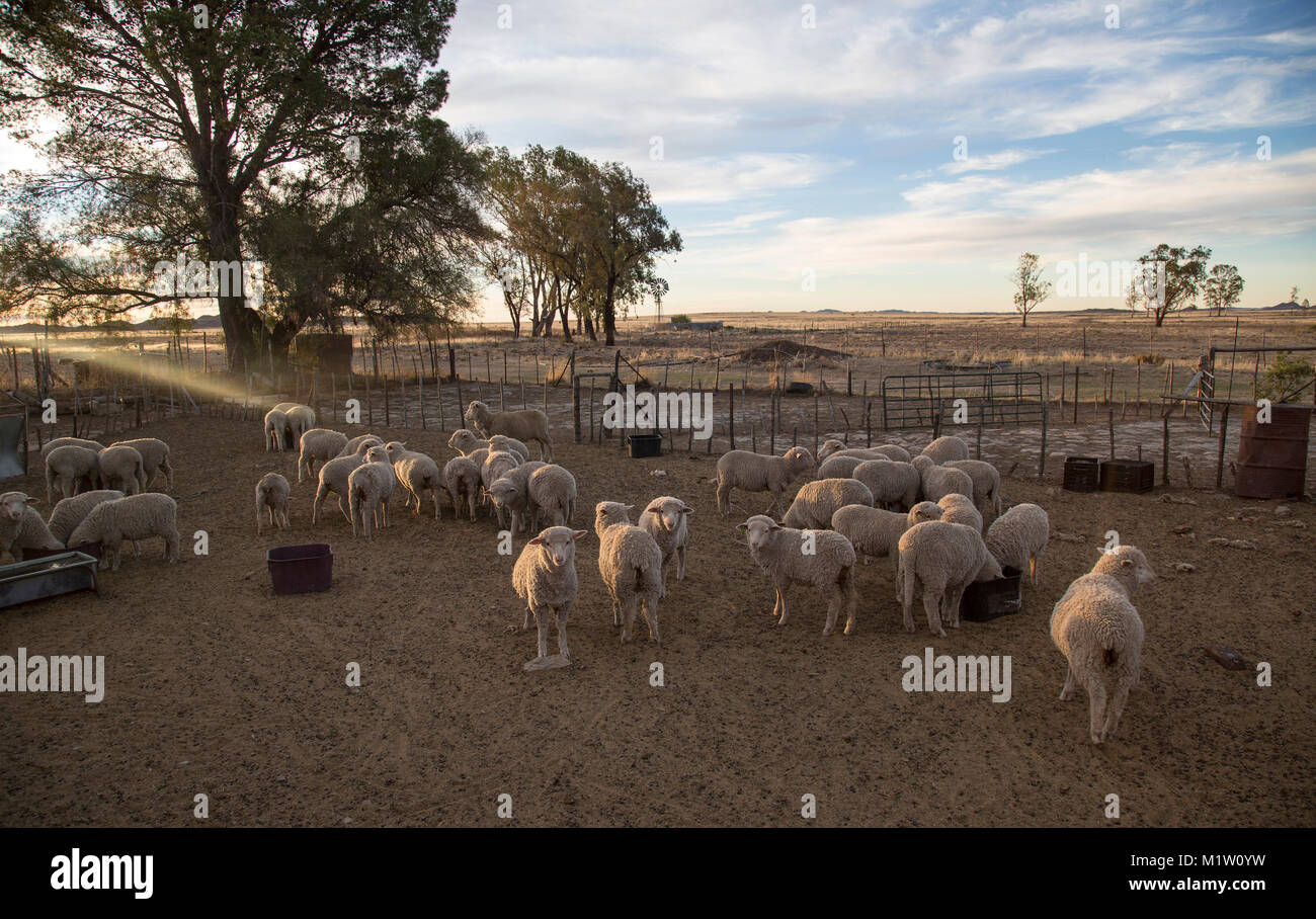 Merino Schafe im Kraal auf einem karoo Farm bei Sonnenuntergang Stockfoto