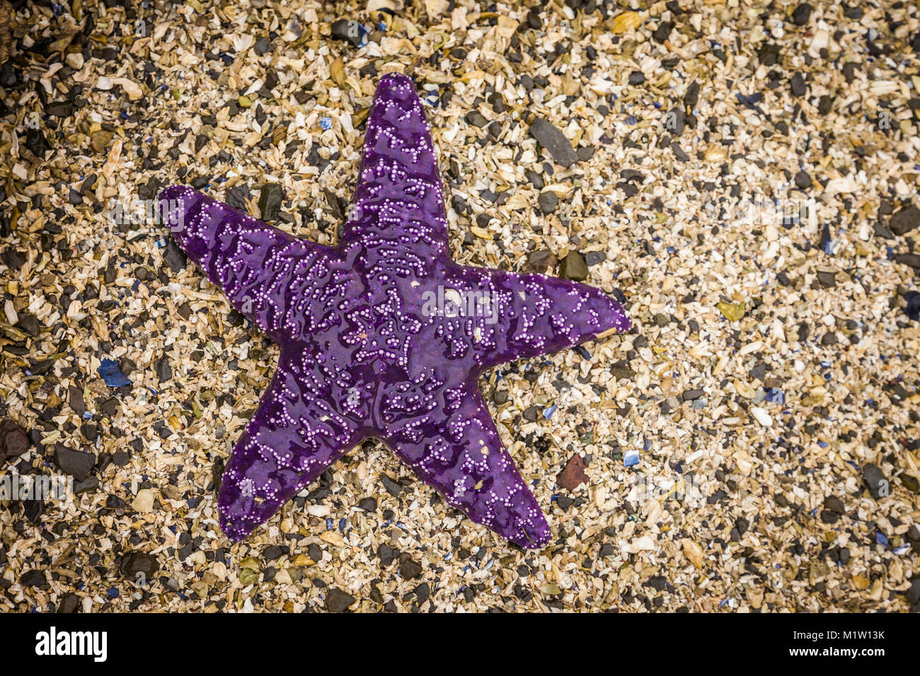 Eine einzelne purpurroten Seestern auf einem shellbeach bei Ebbe Stockfoto