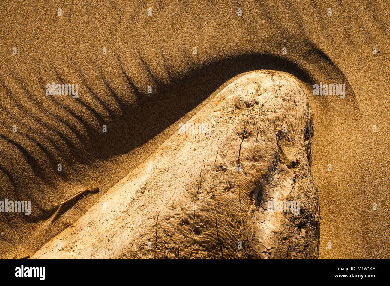 Sidelit Details von einem Sandstrand und Treibholz Stockfoto