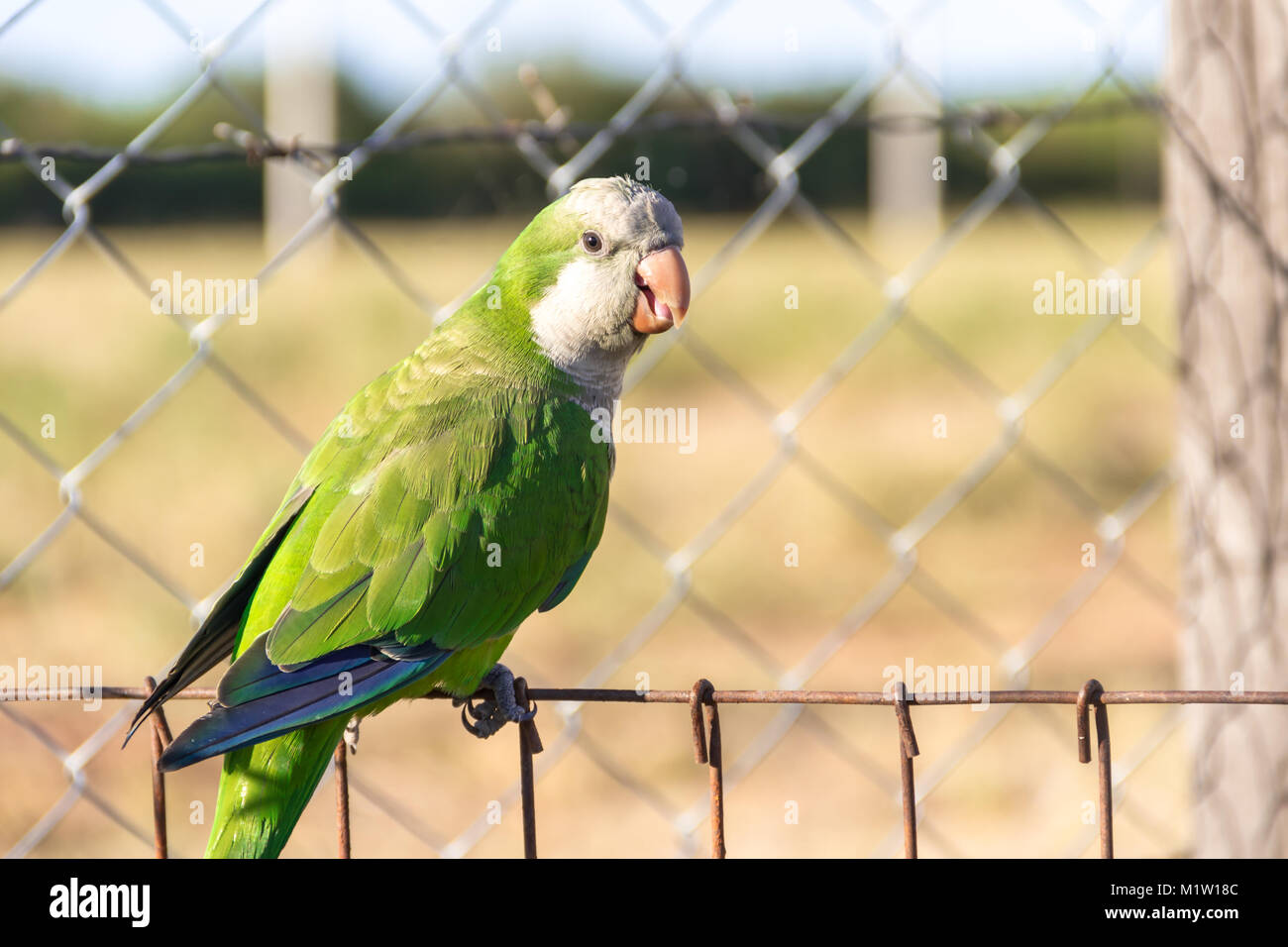 Papagei mit grünen Federn auf der Farm und Blau Stockfoto