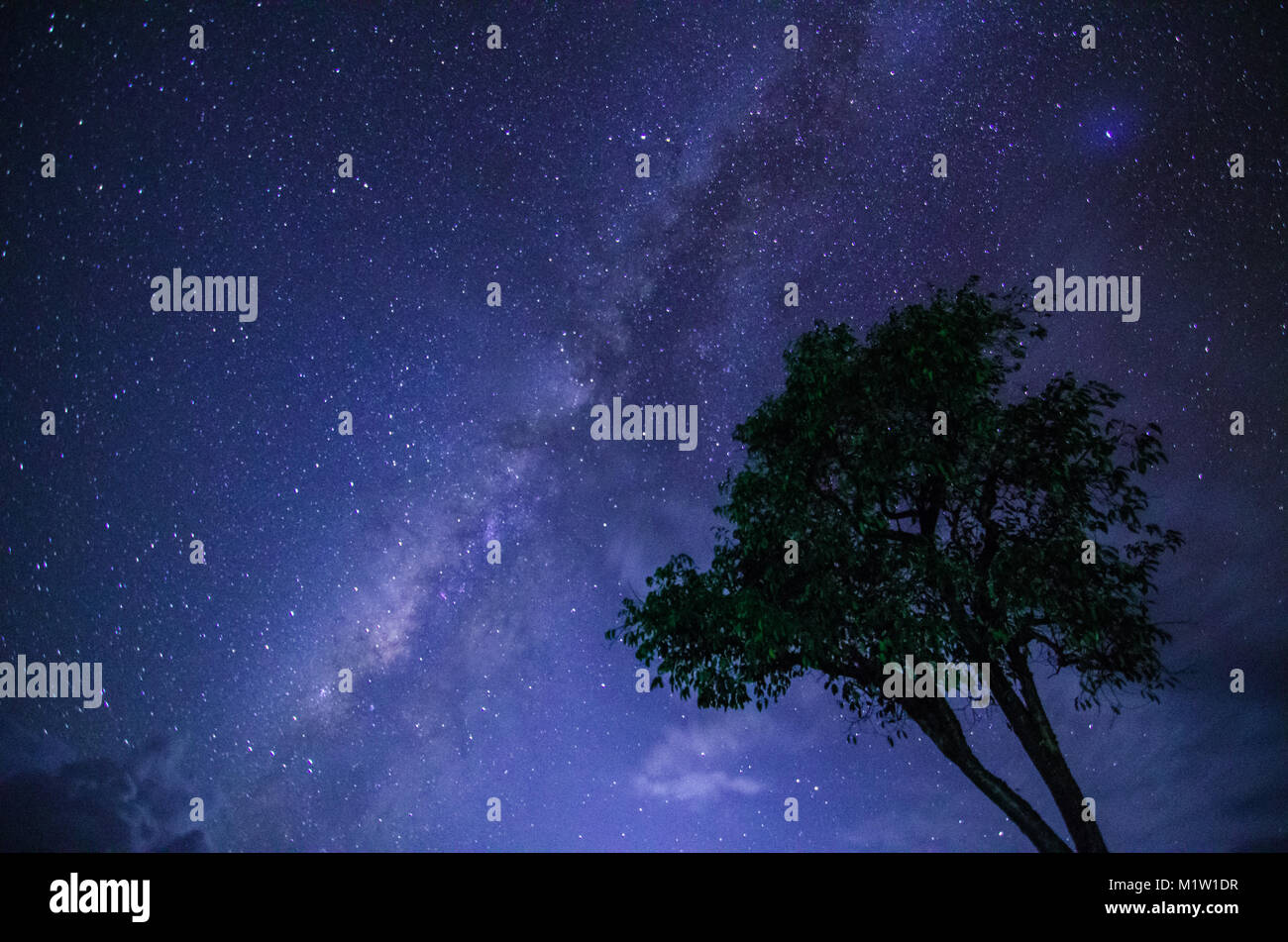 Milchstraße mit alleine alter Baum auf dem Hügel. Bunte Nacht Landschaft mit milchstrasse Himmel mit Sternen und Hügel im Sommer. Raum Hintergrund. Stockfoto
