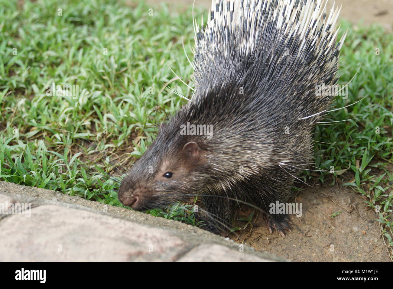 Portrait von niedlichen Stachelschwein. Die malaiische Krümmungsanalyse mit Stacheln Krümmungsanalyse mit Stacheln Krümmungsanalyse mit Stacheln Hystrix oder Himalaya (Brachyura) ist eine Nagetierart aus der Familie Hystricidae. Stockfoto