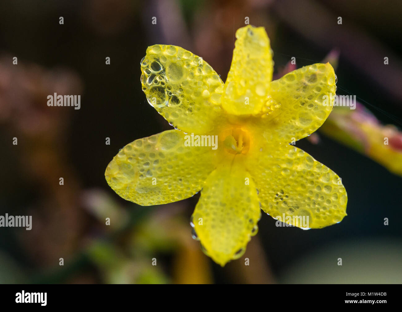 Eine Makroaufnahme eines nassen Winter jasmin Blüte. Stockfoto