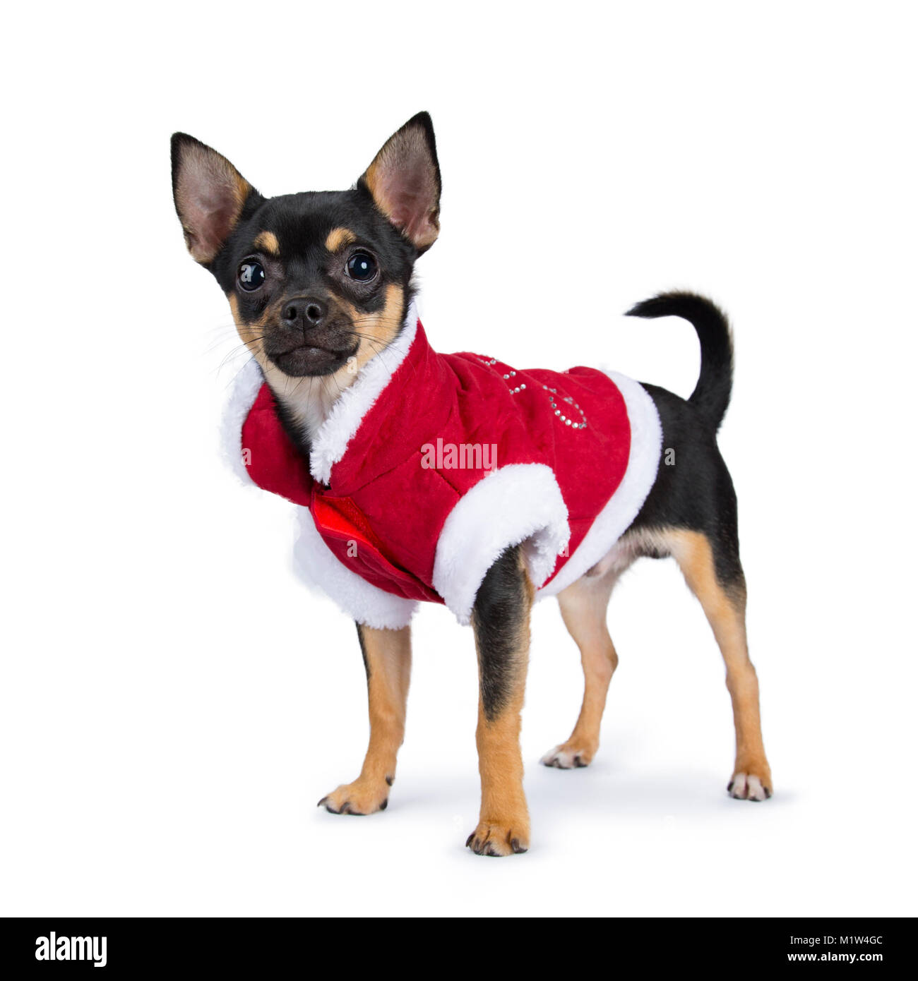 Schwarz chiwawa Hund Seite Wege tragen Süße Weihnachten Jacke auf weißem Hintergrund Stockfoto